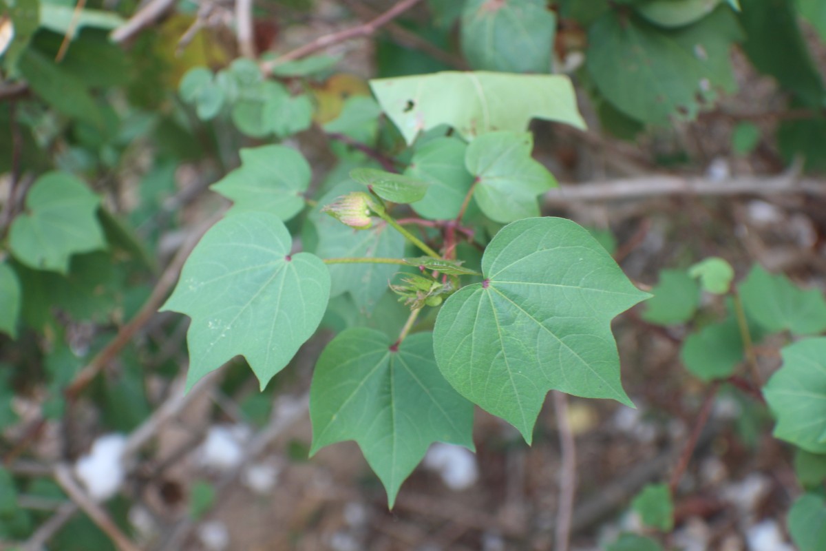 Gossypium hirsutum L.